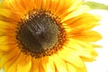Bright yellow sunflowers close up under the sun Royalty Free Stock Photo