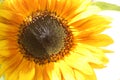 Bright yellow sunflowers close up under the sun