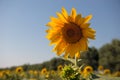 yellow sunflowers in field against clear blue sky Royalty Free Stock Photo