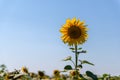 yellow sunflowers in field against clear blue sky Royalty Free Stock Photo