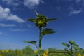 bright yellow sunflowers growing in a field on a sunny summer day Royalty Free Stock Photo