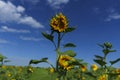 bright yellow sunflowers growing in a field on a sunny summer day Royalty Free Stock Photo