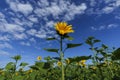 bright yellow sunflowers growing in a field on a sunny summer day Royalty Free Stock Photo