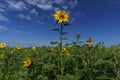 bright yellow sunflowers growing in a field on a sunny summer day Royalty Free Stock Photo