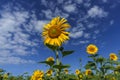 bright yellow sunflowers growing in a field on a sunny summer day Royalty Free Stock Photo