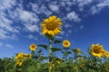 bright yellow sunflowers growing in a field on a sunny summer day Royalty Free Stock Photo