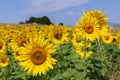 Bright yellow sunflowers Helianthus annuus on a field on a summer sunny day Royalty Free Stock Photo