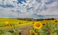 Bright yellow sunflowers in huge field in Tuscany Royalty Free Stock Photo