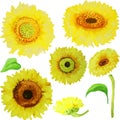 Yellow watercolor sunflowers isolated on white background.