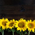 Bright yellow sunflowers on natural rustic texture wooden board. Royalty Free Stock Photo