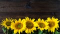 Bright yellow sunflowers on natural rustic texture wooden board. Royalty Free Stock Photo