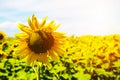 Bright yellow sunflowers and sun Royalty Free Stock Photo