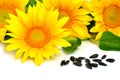 Bright yellow sunflowers and sunflower seeds Royalty Free Stock Photo