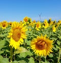 Sunflowers and wind turbines under the blue sky Royalty Free Stock Photo