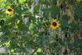 Bright yellow sunflowers with water droplets.