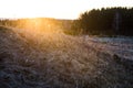 Bright yellow sunlight over a field of dry grass at sunset or sunrise against the background of the forest Royalty Free Stock Photo