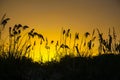 Grass of Sand dunes, Yellow Sunset, Key Biscayne Florida, USA Royalty Free Stock Photo