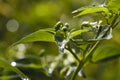 Bright Yellow Tabasco Pepper Leaves and Buds