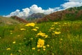 Bright yellow tansy, green alpine meadows and mountain