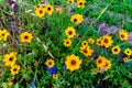 Bright Yellow Texas Plains Coreopsis Wildflowers Royalty Free Stock Photo