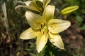 Bright yellow tiger lily lemon-colored blossoms closeup Royalty Free Stock Photo