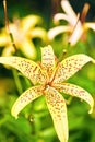 Bright yellow tiger open lily on a blurred background. beautiful natural backdrop in the summer garden Royalty Free Stock Photo