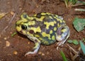 A bright yellow toad, the Spadefoot Toad