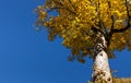 Bright yellow tree leaf against a clear sky. Beautiful autumn contrast of yellow and blue colors. Austria Royalty Free Stock Photo