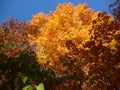 Bright Yellow tree with other changing foliage Royalty Free Stock Photo