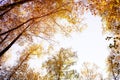 Bright yellow trees, tree branches with autumn yellow foliage against the sky on a sunny day Royalty Free Stock Photo