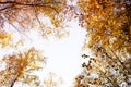 Bright yellow trees, tree branches with autumn yellow foliage against the sky on a sunny day Royalty Free Stock Photo