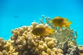 Bright Yellow Tropical Fish in the Ocean over Coral Reef. Close Up of Two Small Saltwater Gold Fish in Clear Blue Water.