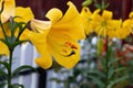 Bright yellow trumpet oriental lilium. Royalty Free Stock Photo