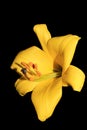 Bright yellow trumpet oriental lilium. Royalty Free Stock Photo