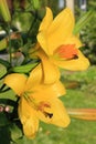 Bright yellow trumpet oriental lilium. Royalty Free Stock Photo