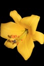 Bright yellow trumpet oriental lilium on black background Royalty Free Stock Photo