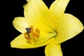 Bright yellow trumpet oriental lilium on black background Royalty Free Stock Photo