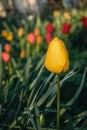 A bright yellow tulip blooms in the garden. Royalty Free Stock Photo