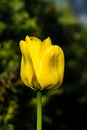 Bright yellow tulip blossom in spring garden