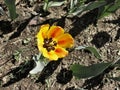 Bright yellow tulip closeup on dark blurry background. Top view. Floral backdrop. Springtime flowers. Vibrant color petals of Royalty Free Stock Photo