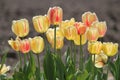 Bright yellow tulip flowers with red with red stripes in garden Royalty Free Stock Photo