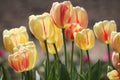 Bright yellow tulip flowers with red with red stripes in garden Royalty Free Stock Photo