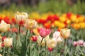 Bright yellow tulip flowers with red stripes in spring garden. Field of tulip Royalty Free Stock Photo