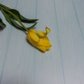 A bright yellow tulip with a long stem and green leaves. Royalty Free Stock Photo