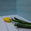 Bright yellow tulip on a long stem with green leaves. Royalty Free Stock Photo