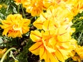 Bright yellow tulip with red stripes, tulips blossoms in spring