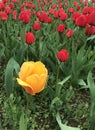 Bright yellow tulip stands out