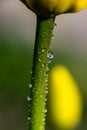 Bright yellow tulip stem with raindrops in spring garden Royalty Free Stock Photo