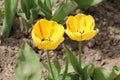 Bright yellow tulip two flowers with red stripes close-up in garden Royalty Free Stock Photo