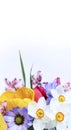 Bright yellow tulips, and blue daisies on a white background. Royalty Free Stock Photo